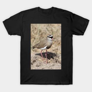 Crowned Plover, Kenya T-Shirt